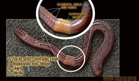 Do earthworms have teeth?